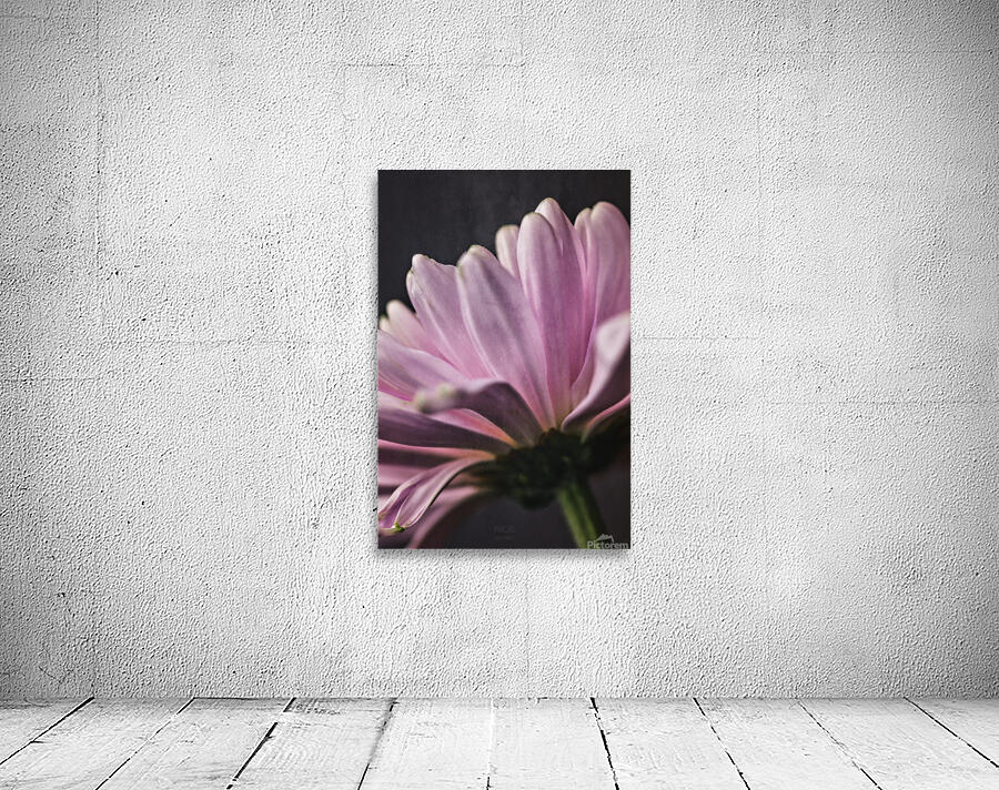  44A6807 Wall Preview
