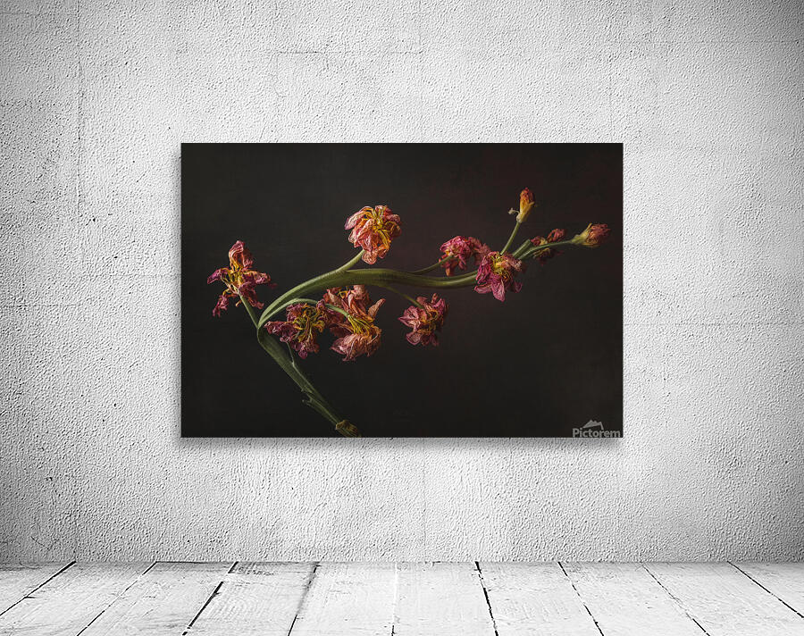 44A6933 Wall Preview