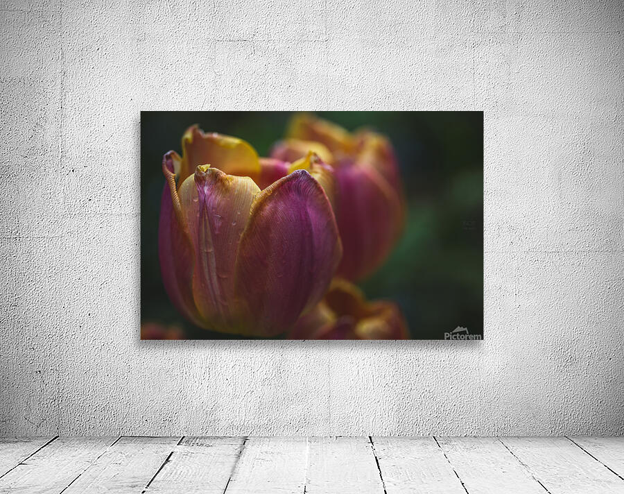  44A7185 Wall Preview