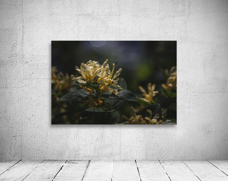  44A7288 Wall Preview