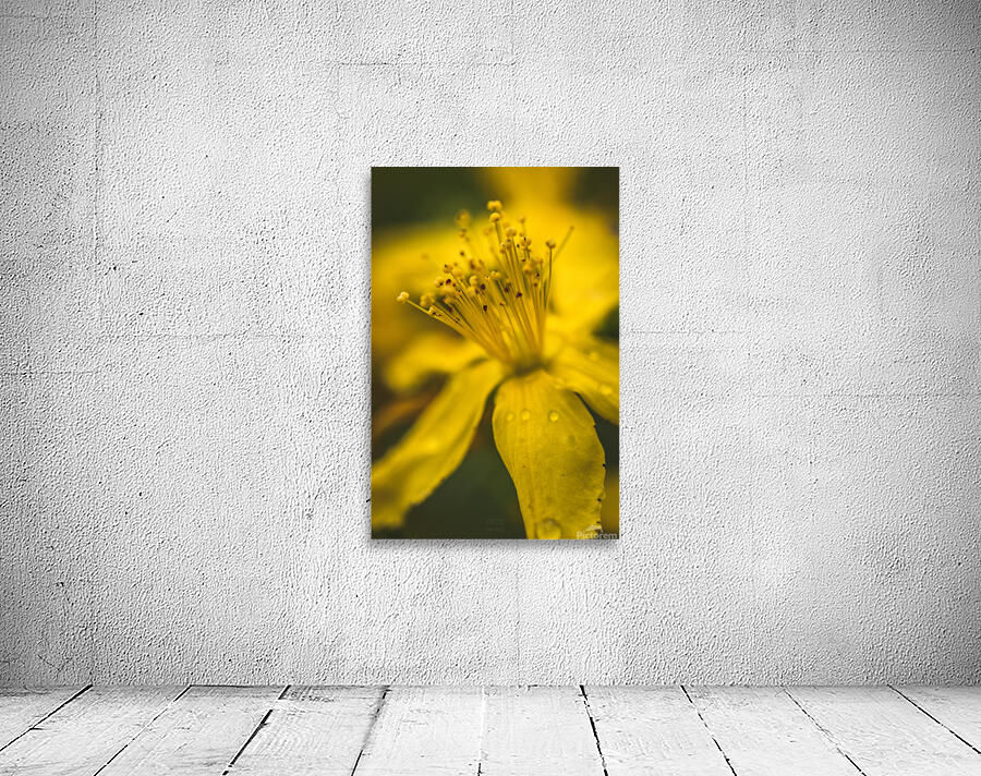  44A7626 Wall Preview