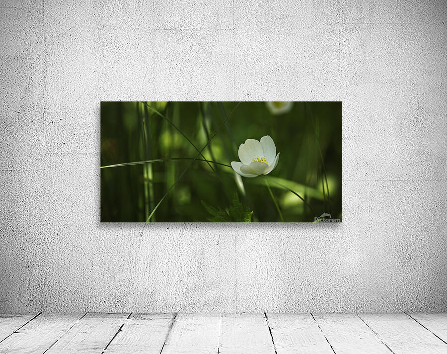  85A2867 Wall Preview