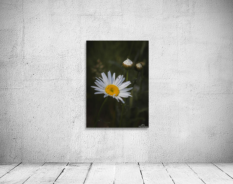  85A2909 Wall Preview