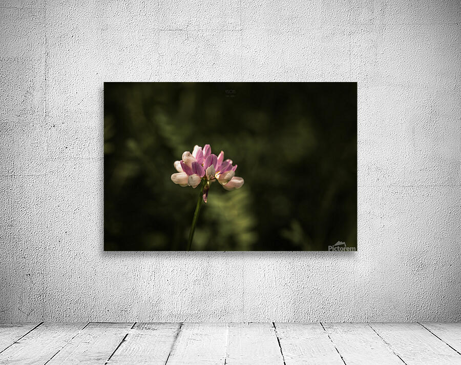  85A2927 Wall Preview