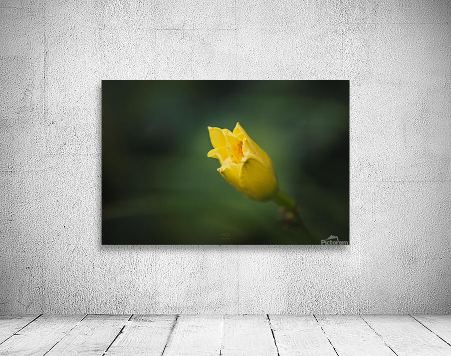  85A3629  Wall Preview