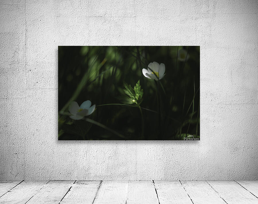  85A2873 Wall Preview