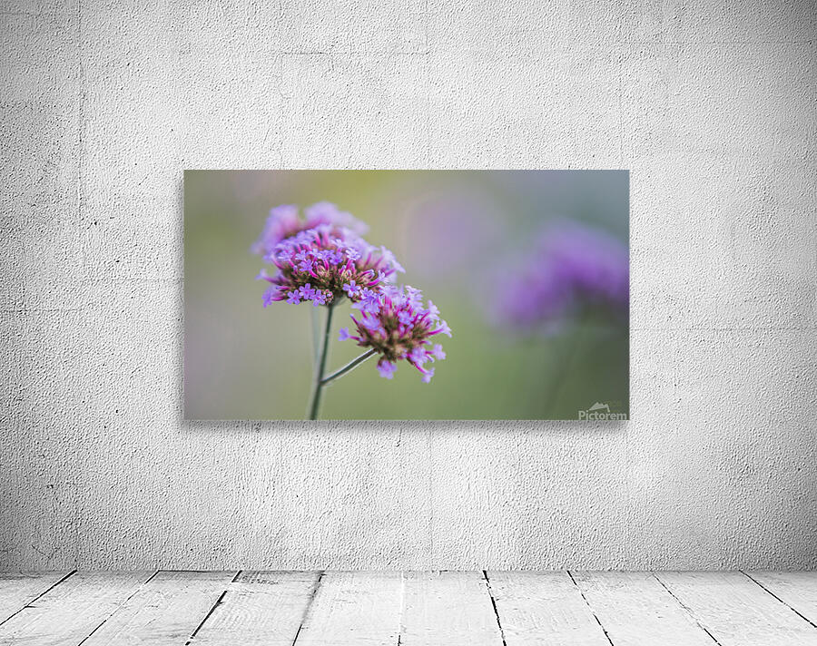  85A3635 Wall Preview