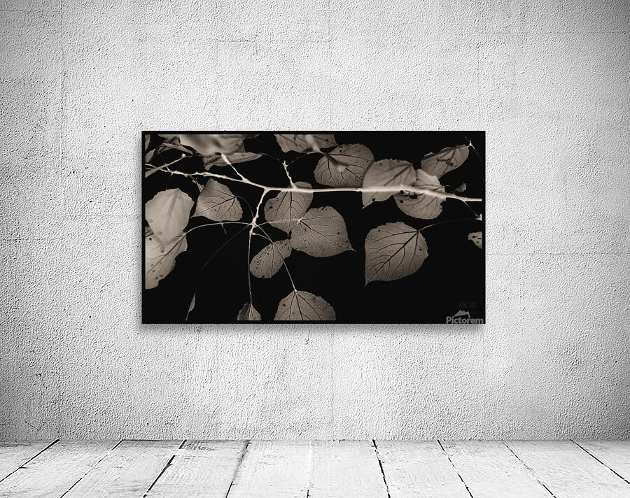  85A3099 Wall Preview