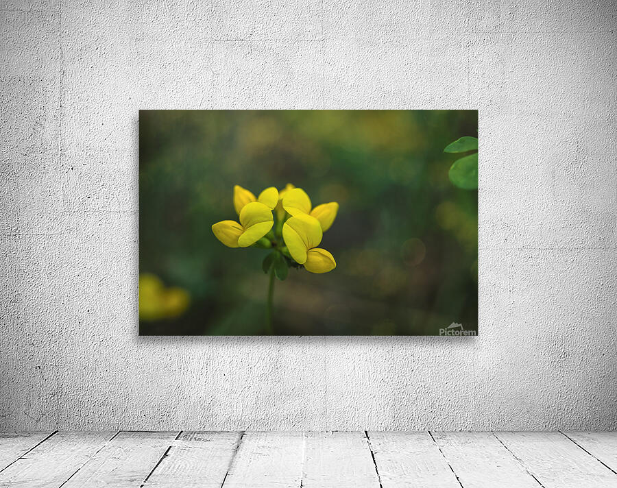  85A3770  Wall Preview