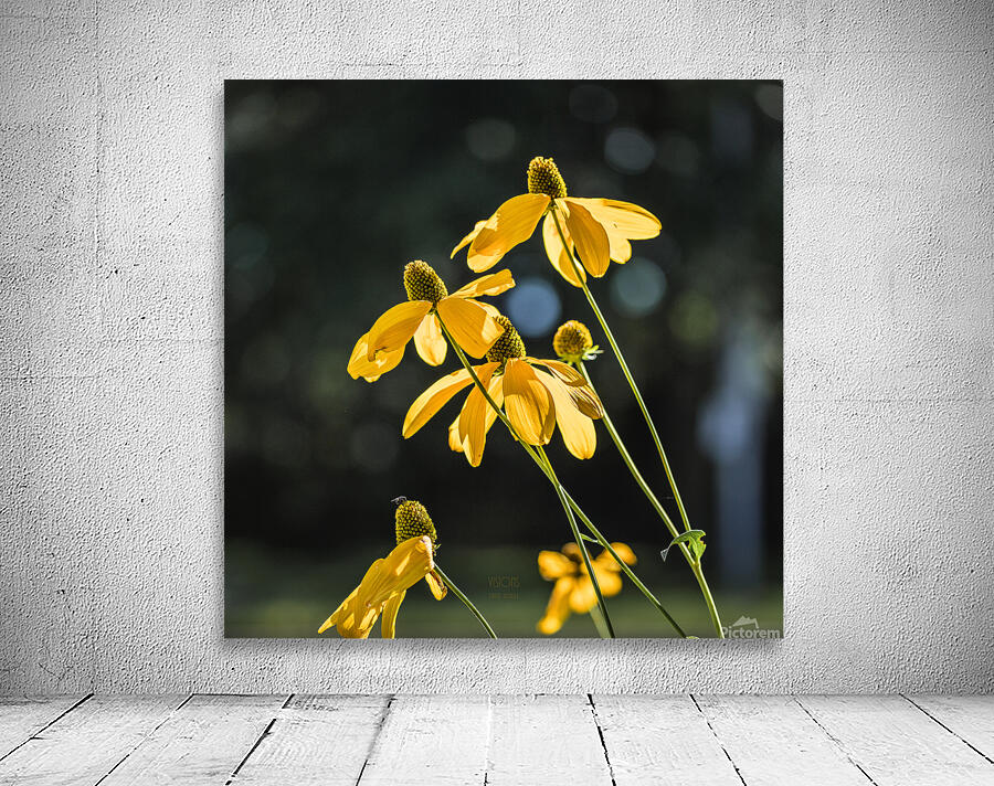  85A4121 Wall Preview