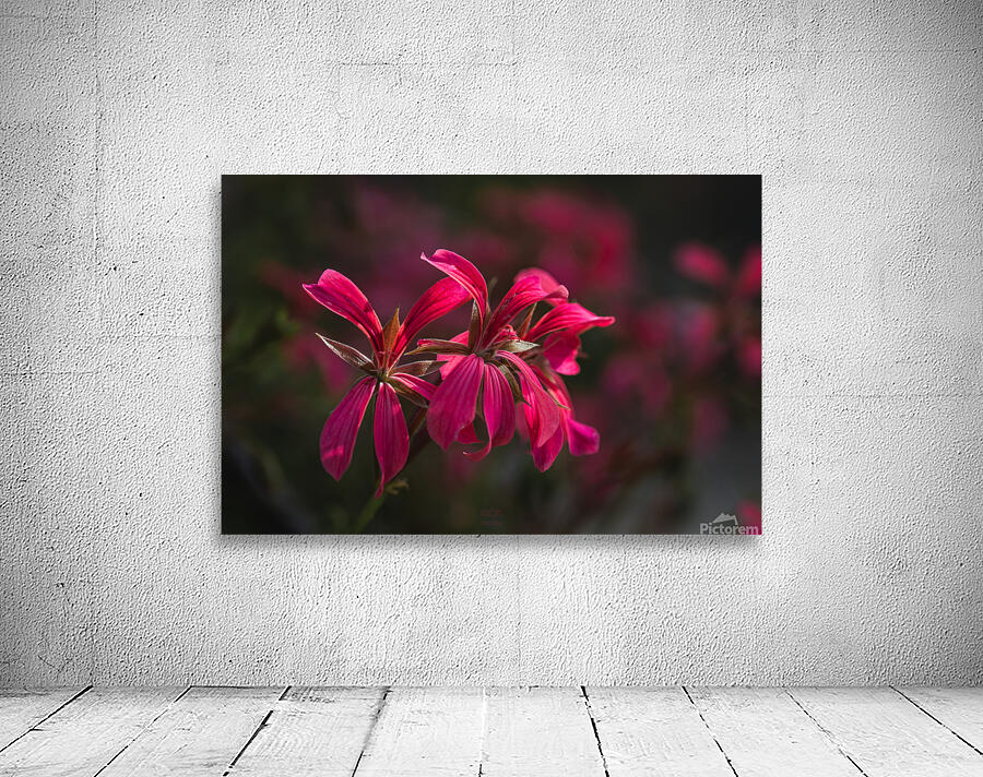  85A4134 Wall Preview