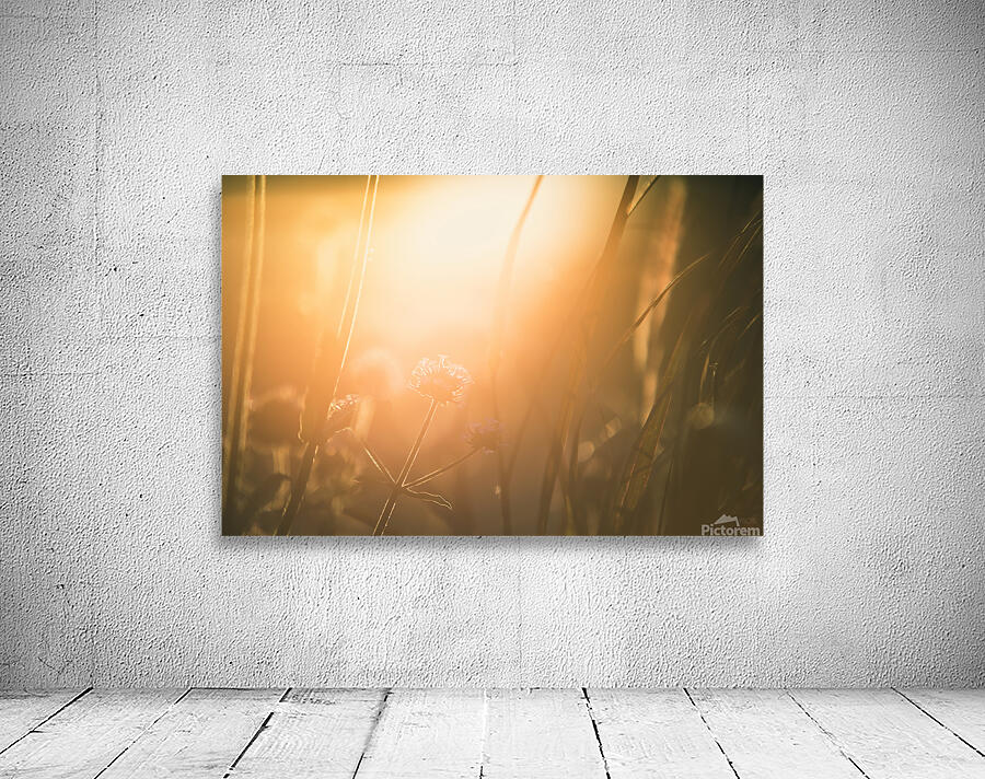  85A3683 Wall Preview