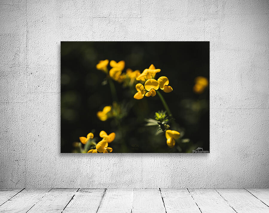  85A4562 Wall Preview