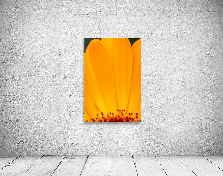  85A4624 Wall Preview