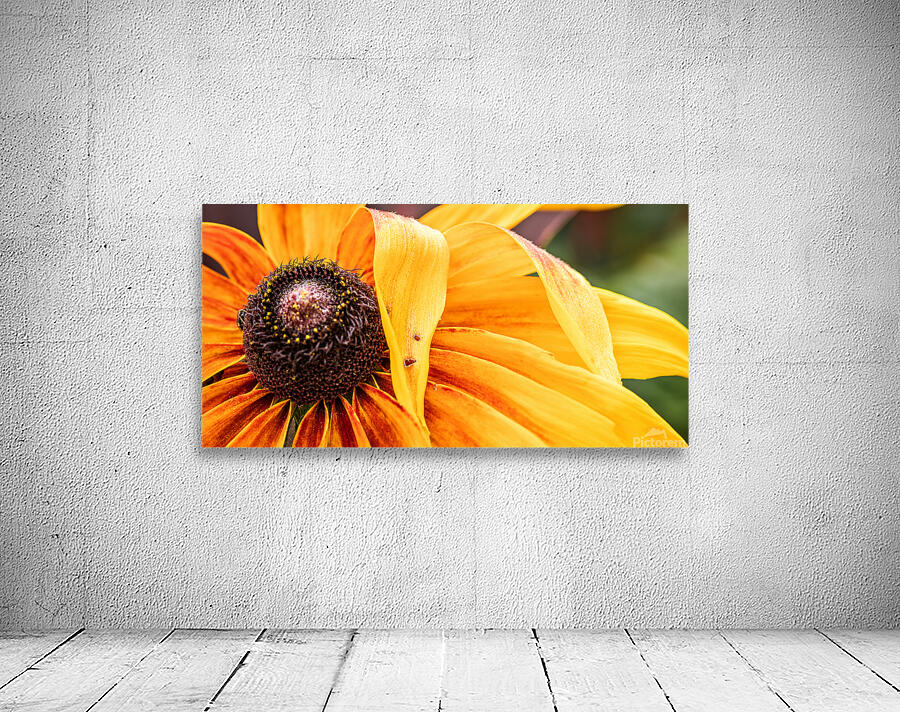  85A4617 Wall Preview