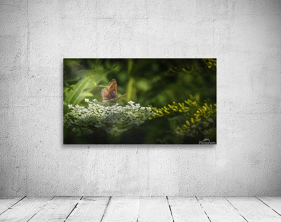  85A3886 3 Wall Preview