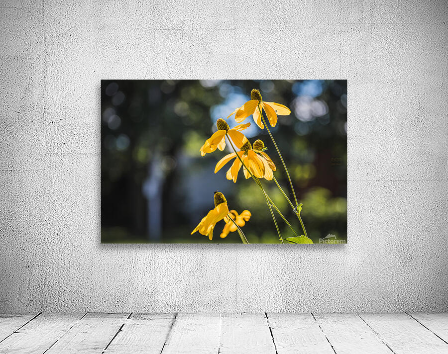  85A4120 Wall Preview