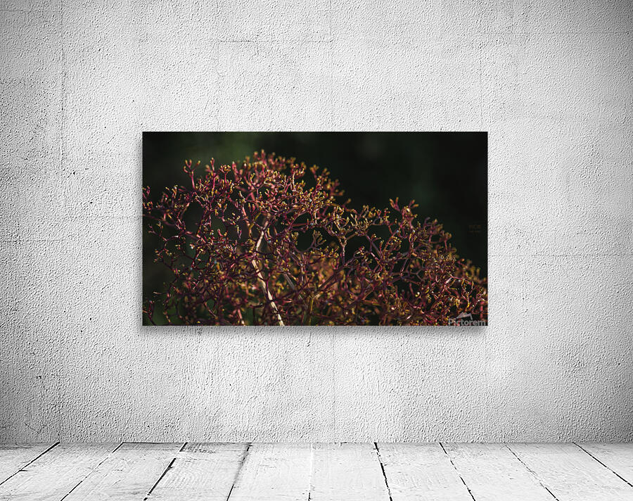  85A4550 Wall Preview