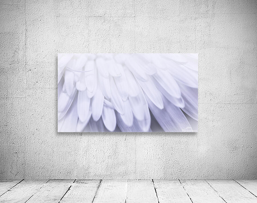  85A5921 Wall Preview