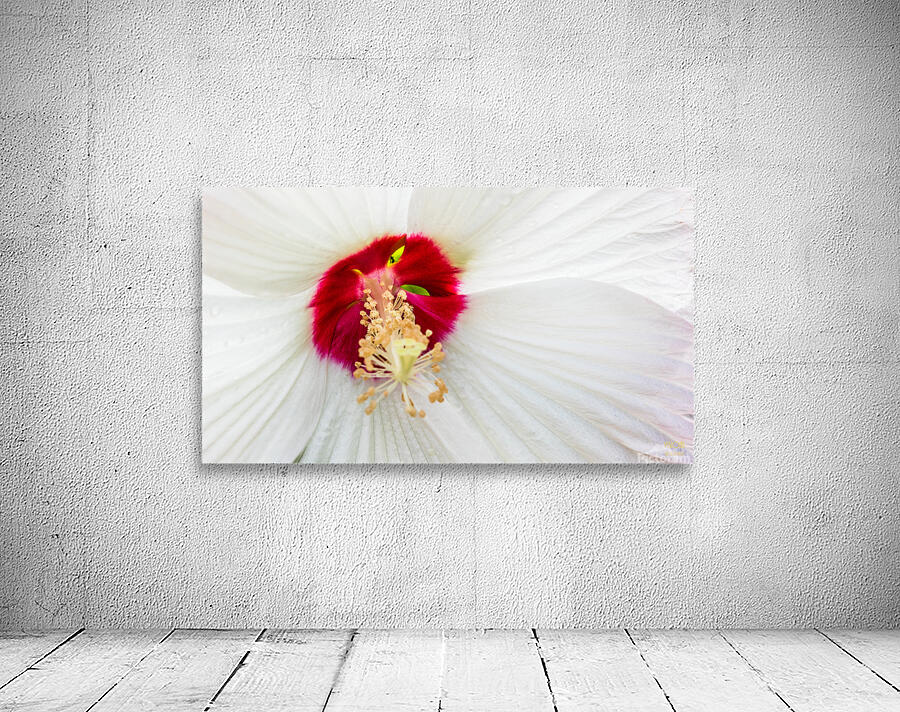  85A4672 Wall Preview