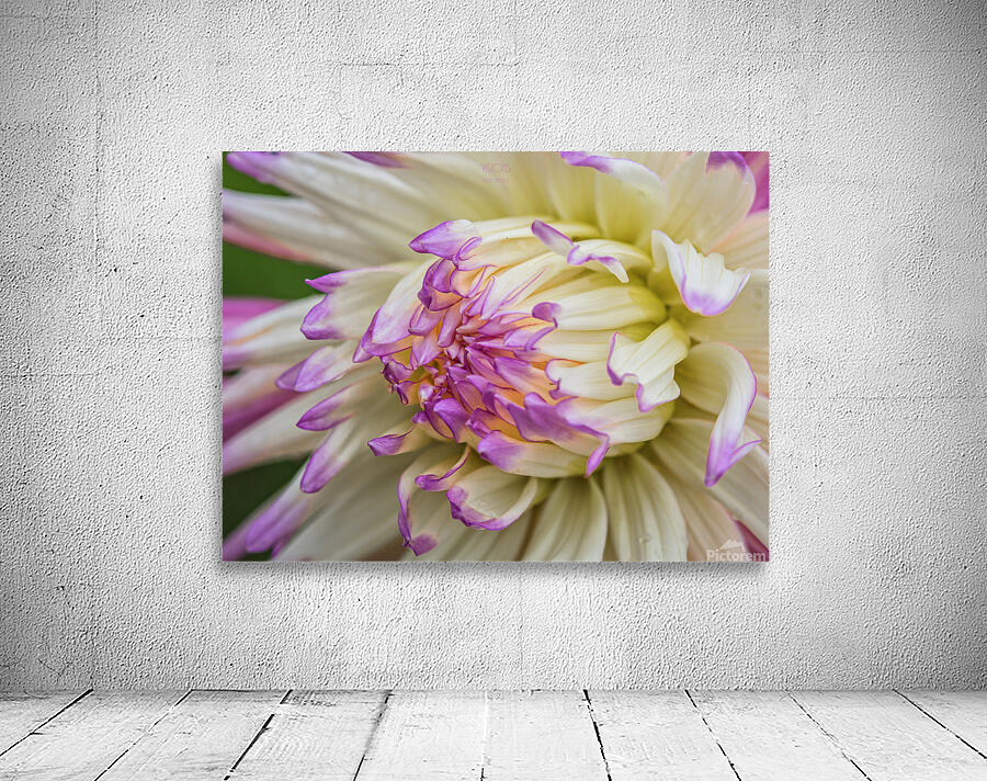  85A4631 Wall Preview