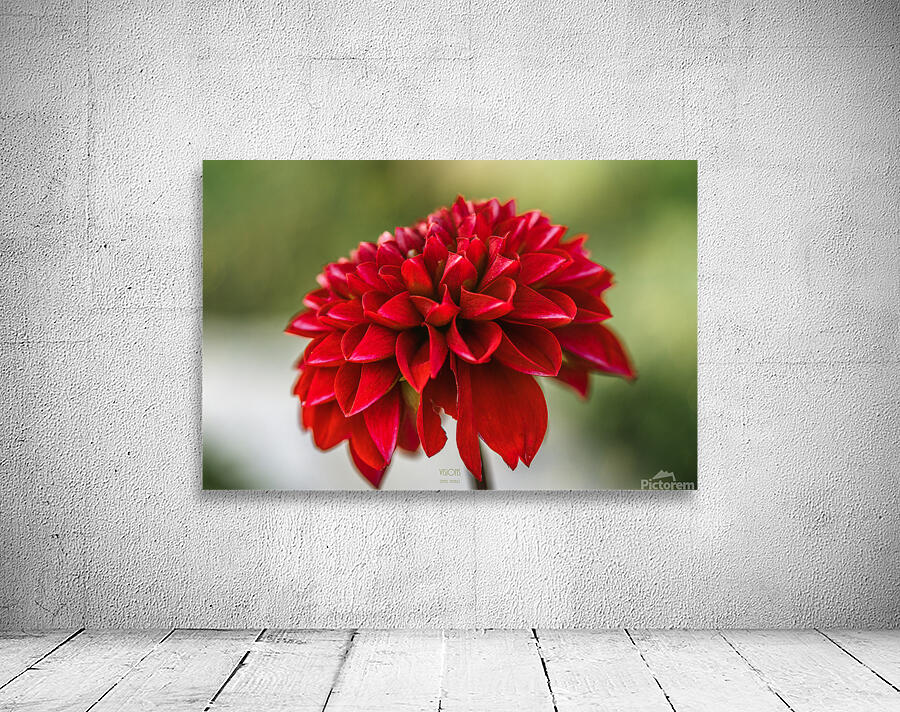  85A4772b Wall Preview
