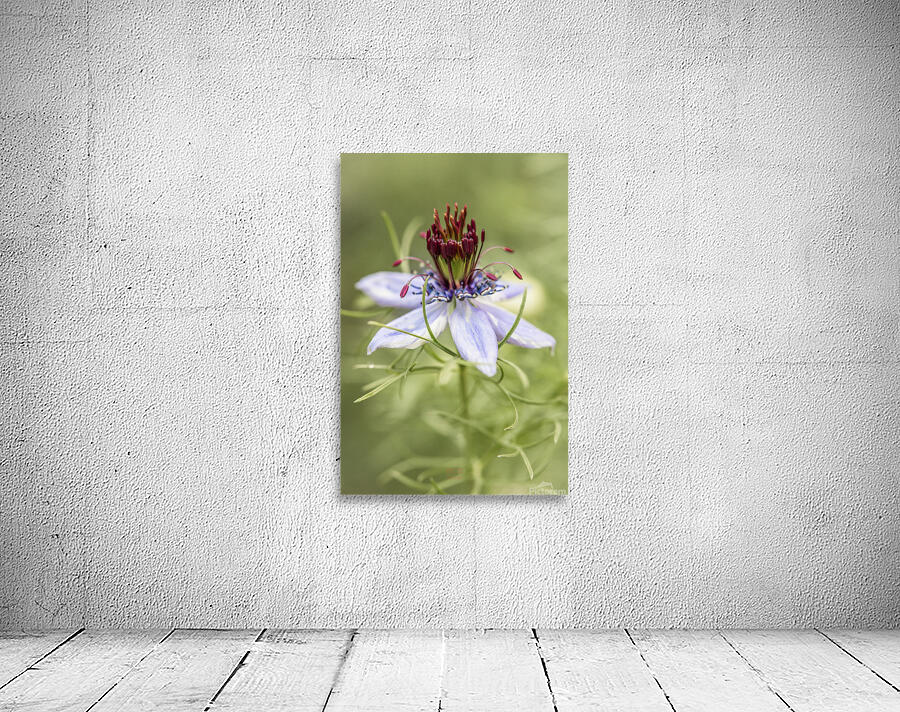  85A4847 Wall Preview