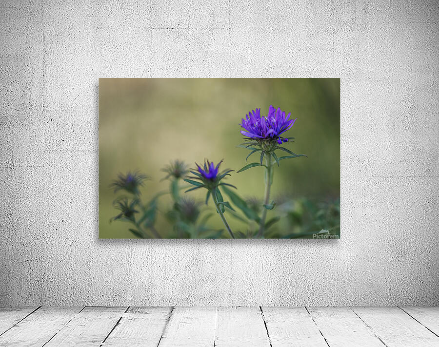  85A5486 Wall Preview