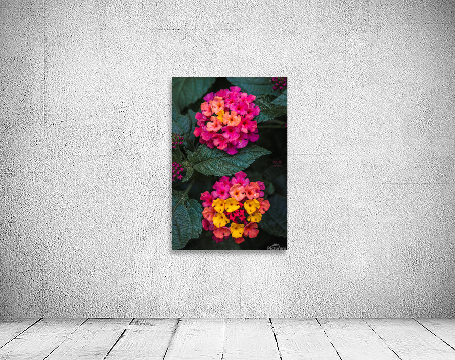  85A4660 Wall Preview