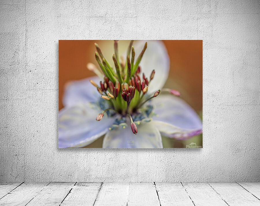  85A4842 Wall Preview