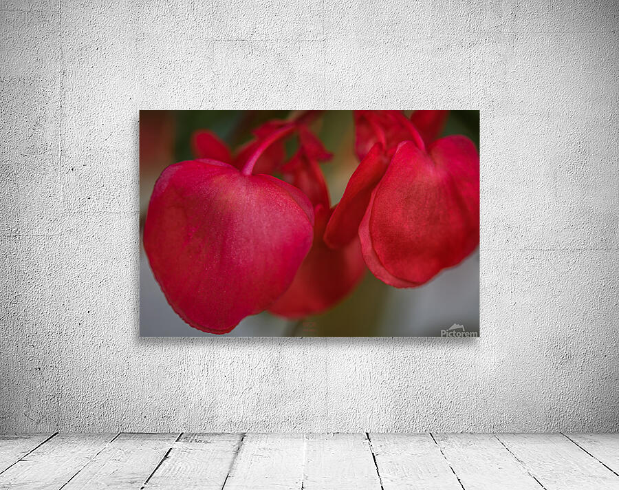  85A4857 Wall Preview