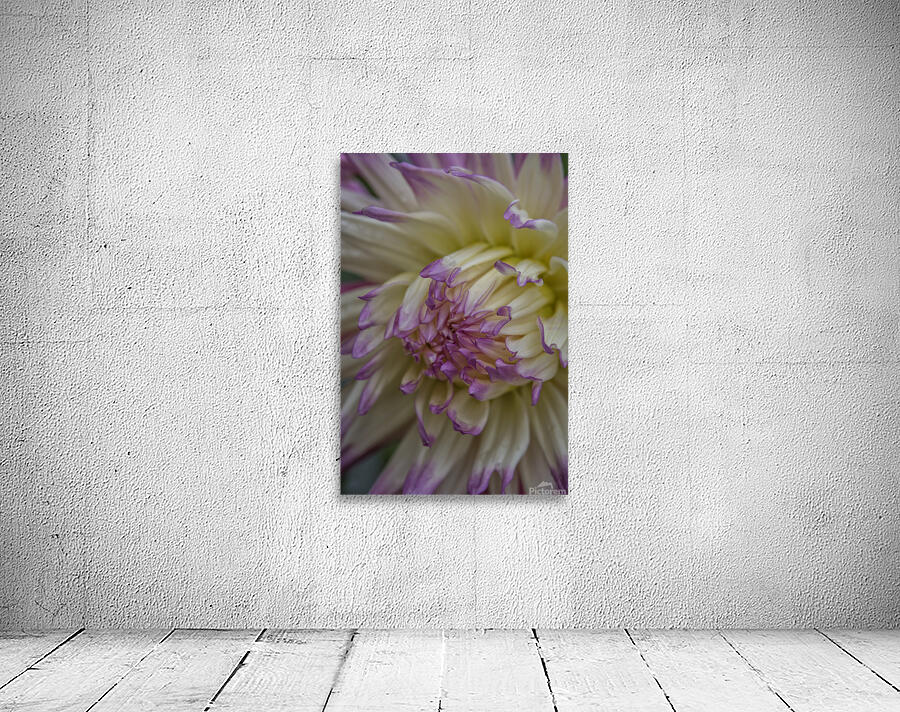 85A4634 Wall Preview