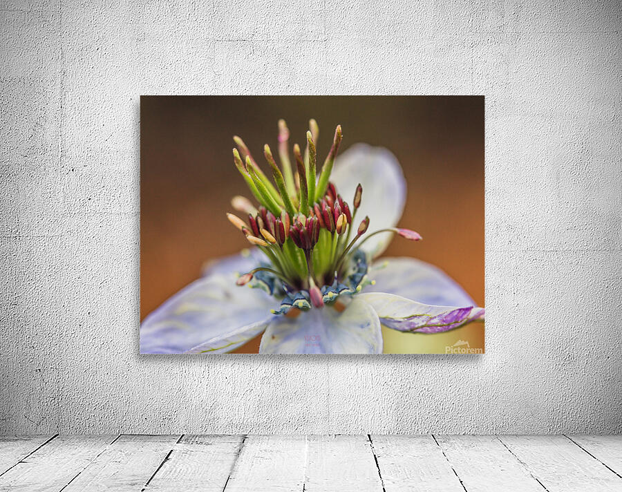 85A4843 Wall Preview