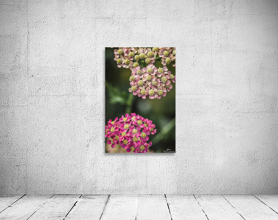  85A4646 Wall Preview