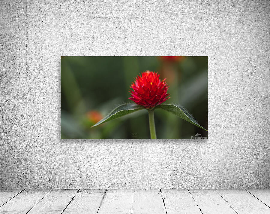 85A4798 Wall Preview