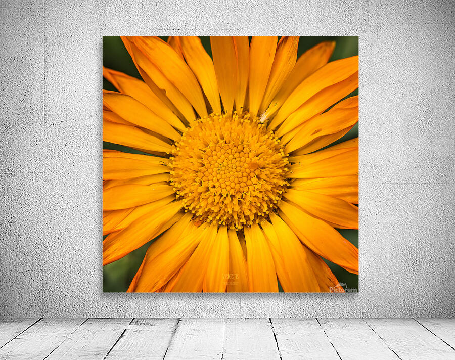 85A4639 Wall Preview