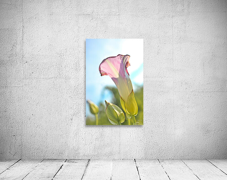 1Q8A9166 Wall Preview