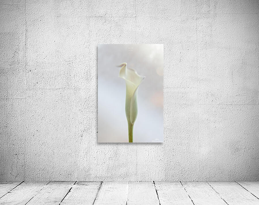 044A3552 Wall Preview