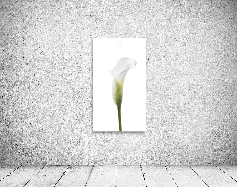 044A3491 Wall Preview