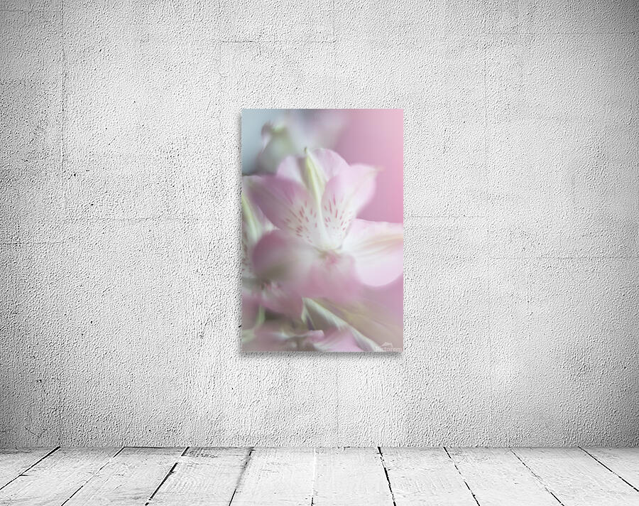 085A4752 Wall Preview