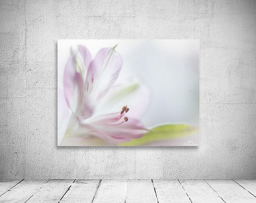 085A4754 Wall Preview