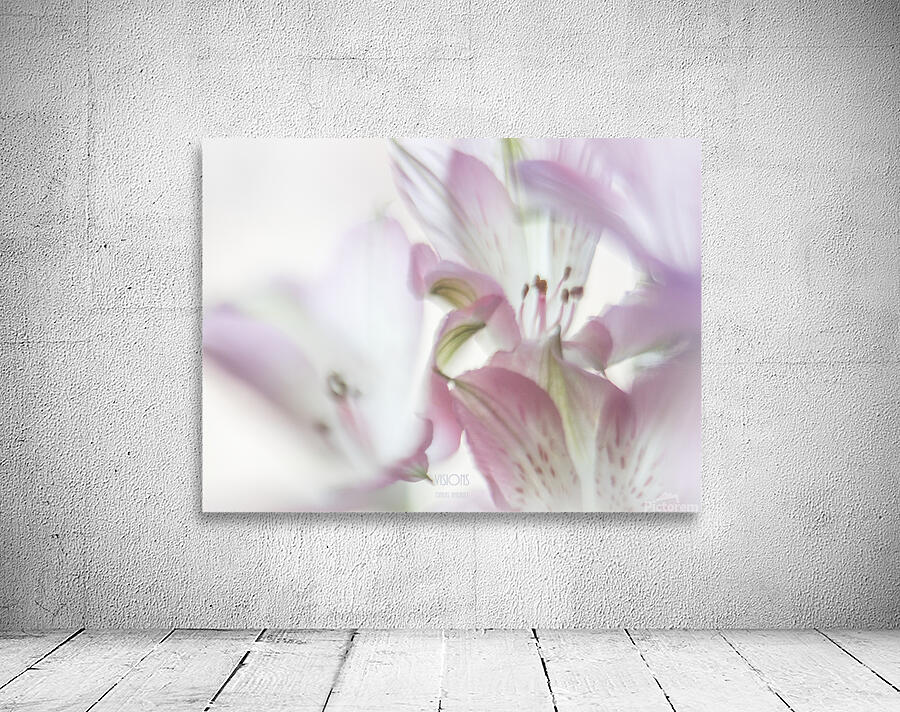 085A4735 Wall Preview