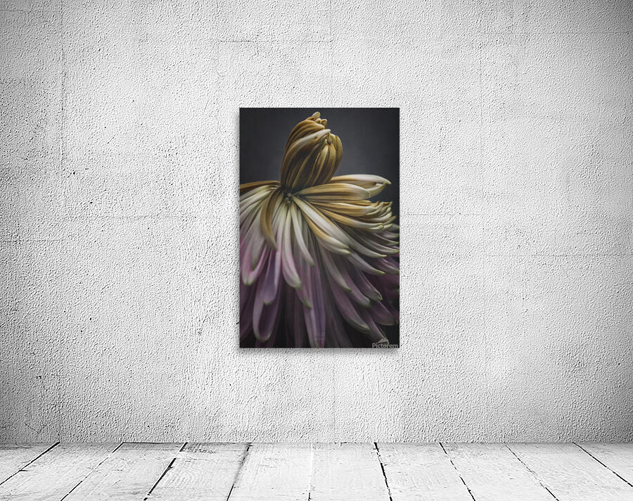 085A7749 Wall Preview