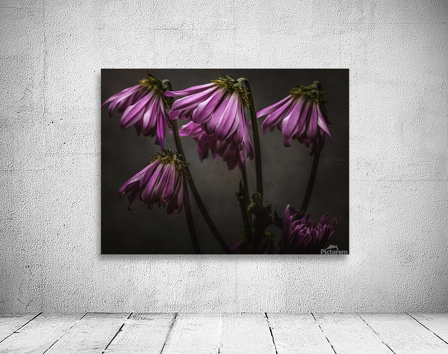 085A8444 Wall Preview