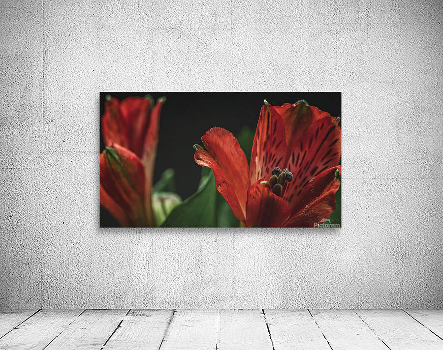 085A6896 Wall Preview