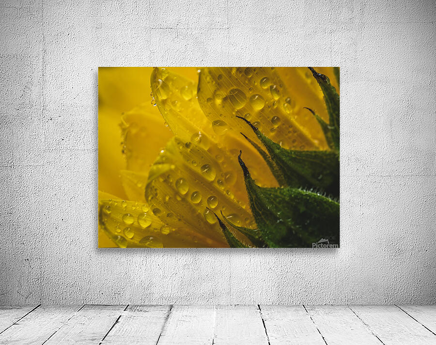 085A6874 Wall Preview