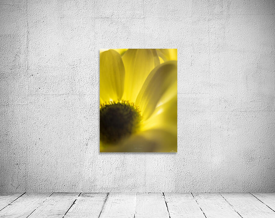 Jaune 4 Wall Preview