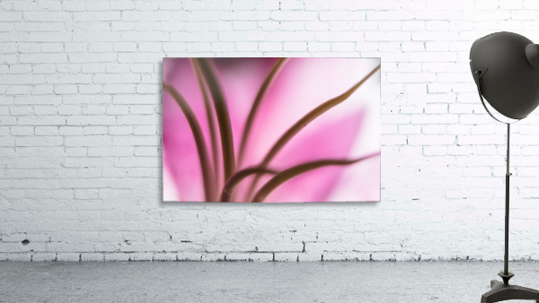 Pinky 3 Wall Preview