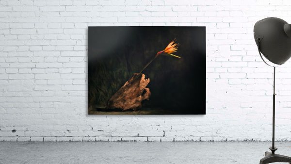 A vol doiseau Wall Preview