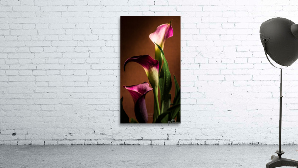 Les oubliees Wall Preview